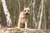 BORDER TERRIER 003